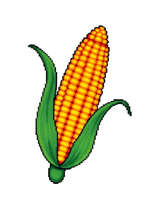 Corn growing in the bed